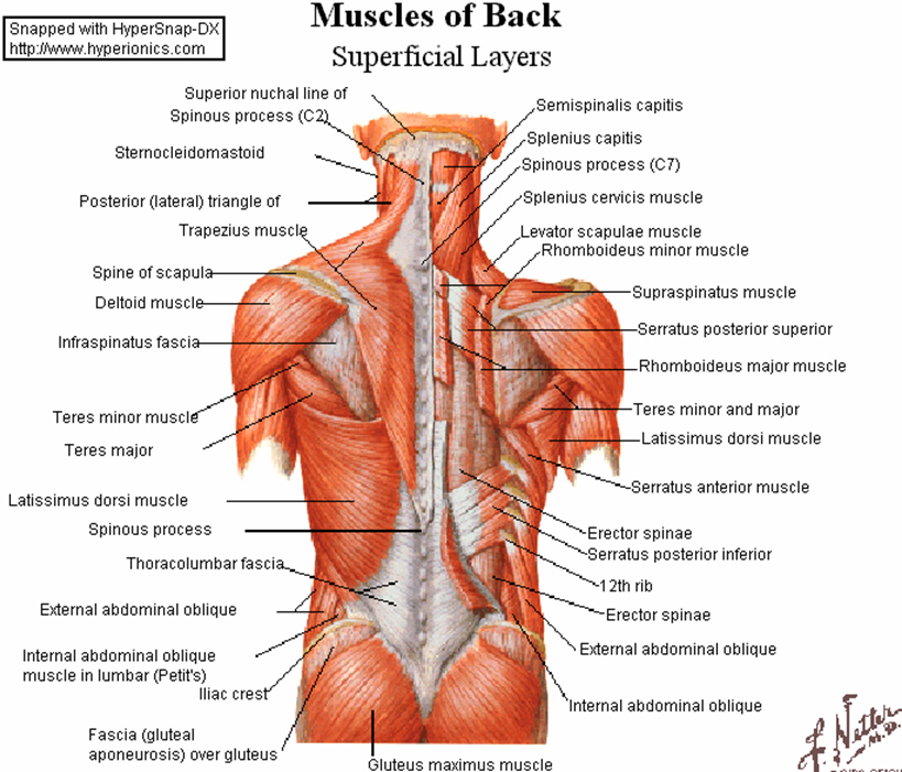 back-muscles.jpg