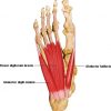 First Layer of the Planter Foot Muscles - Anatomy Diagram - Advanced Foot Control - Lisa Howell - The Ballet Blog
