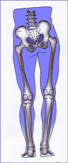 Leg Length Discrepancy - Anatomy Diagram - Lisa Howell - The Ballet Blog