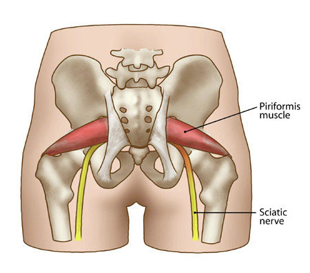 Piriformis Muscle - Anatomy Diagram - Lisa Howell - The Ballet Blog