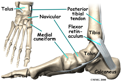 Navicular Stress Fracture - Skeletal Foot Anatomy - Anatomy Diagram - Lisa Howell - The Ballet Blog