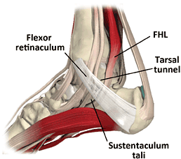 FHL Trigger Toes - Anatomy Diagram - Lisa Howell - The Ballet Blog