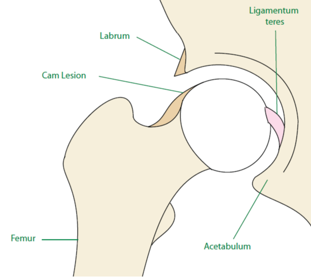 Normal Hip Anatomy - Anatomy Diagram - Lisa Howell - The Ballet Blog