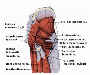 Muscles of the Hip - Anatomy Diagram - Lisa Howell - The Ballet Blog