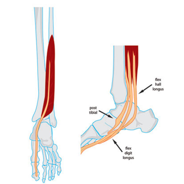 Tibialis Anterior/Posterior and FHL/FDL - Anatomy Diagram - Lisa Howell - The Ballet Blog