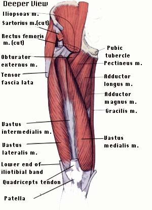 Muscles of Thigh and the Hip - Anatomy Diagram - Lisa Howell - The Ballet Blog