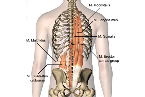 Core Stability Anatomy Back Muscles - Anatomy Diagram - Lisa Howell - The Ballet Blog