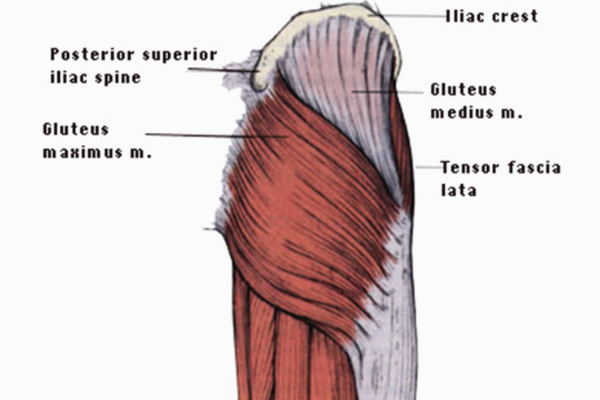 Deep external rotators - Anatomy Diagram - Lisa Howell - The Ballet Blog
