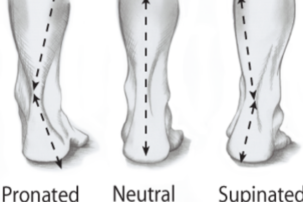 Pronated and Supinated Feet - Anatomy Diagram - Lisa Howell - The Ballet Blog