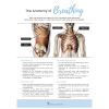 Anatomy of Breathiing