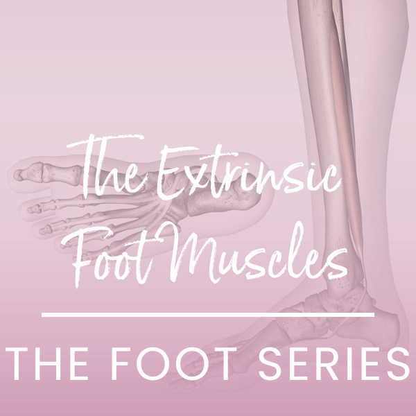 Extrinsic foot muscles