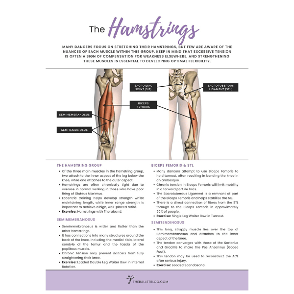 hamstring muscles poster