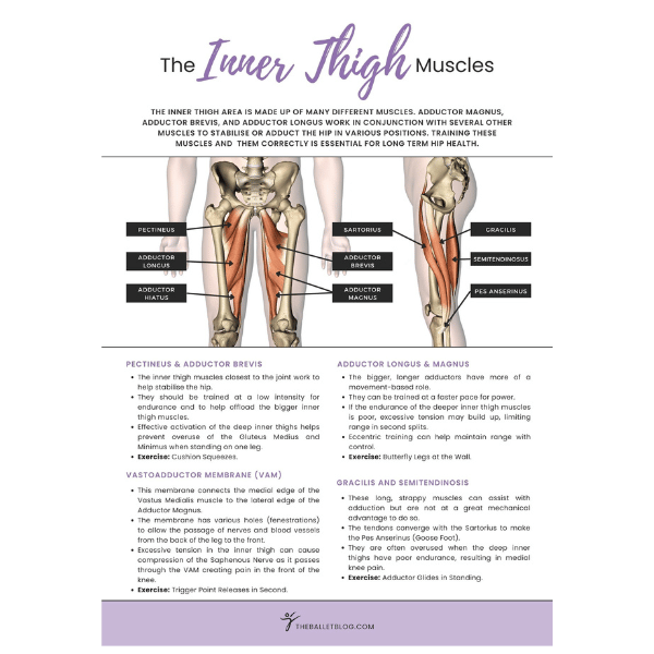 inner thigh muscles poster